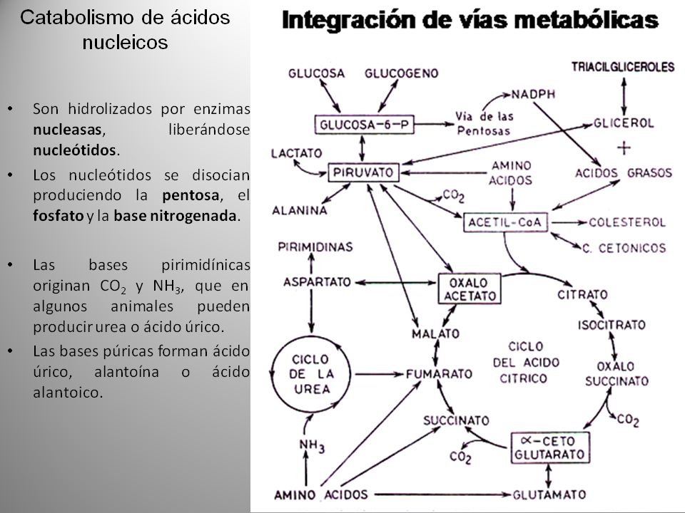 Biología 2º bachillerato.: EL METABOLISMO I: ANABOLISMO