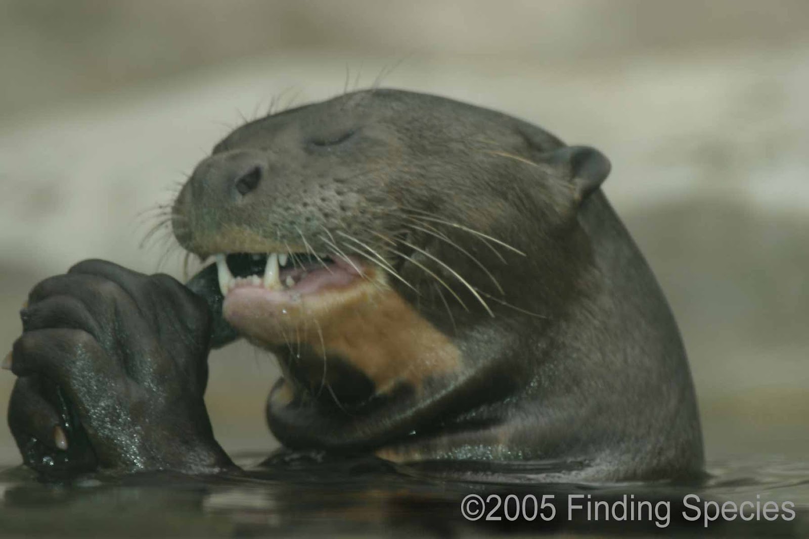 Gay Otter Pictures 111