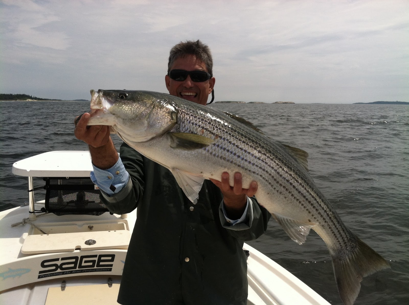 Maine Striper Fishing Charters & Reports Hotline 2076910745 Maine Striper Fishing Report July