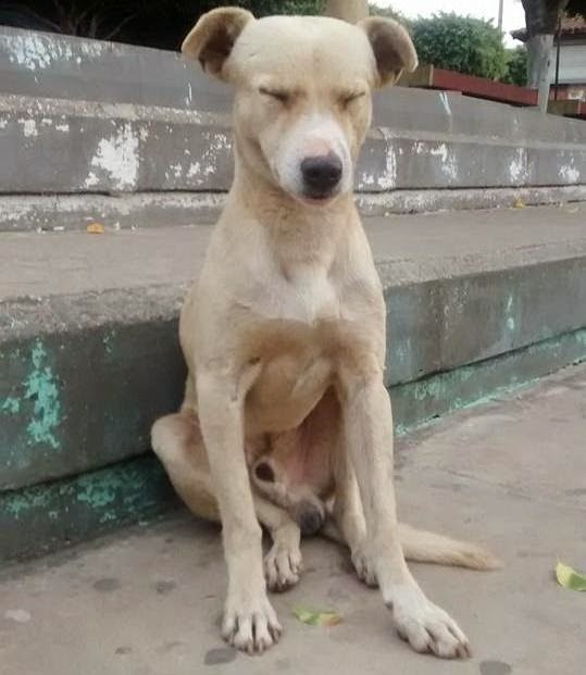 Cachorro dormindo sentado Clearance