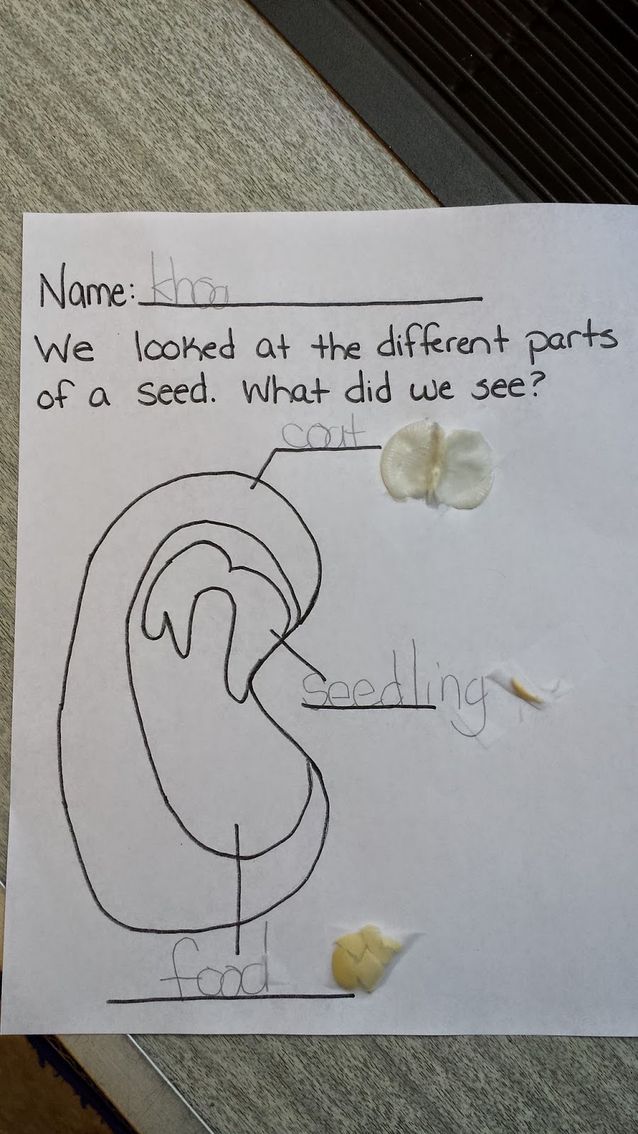 photo of seed worksheet where student attached and labeled the parts of a  lima bean