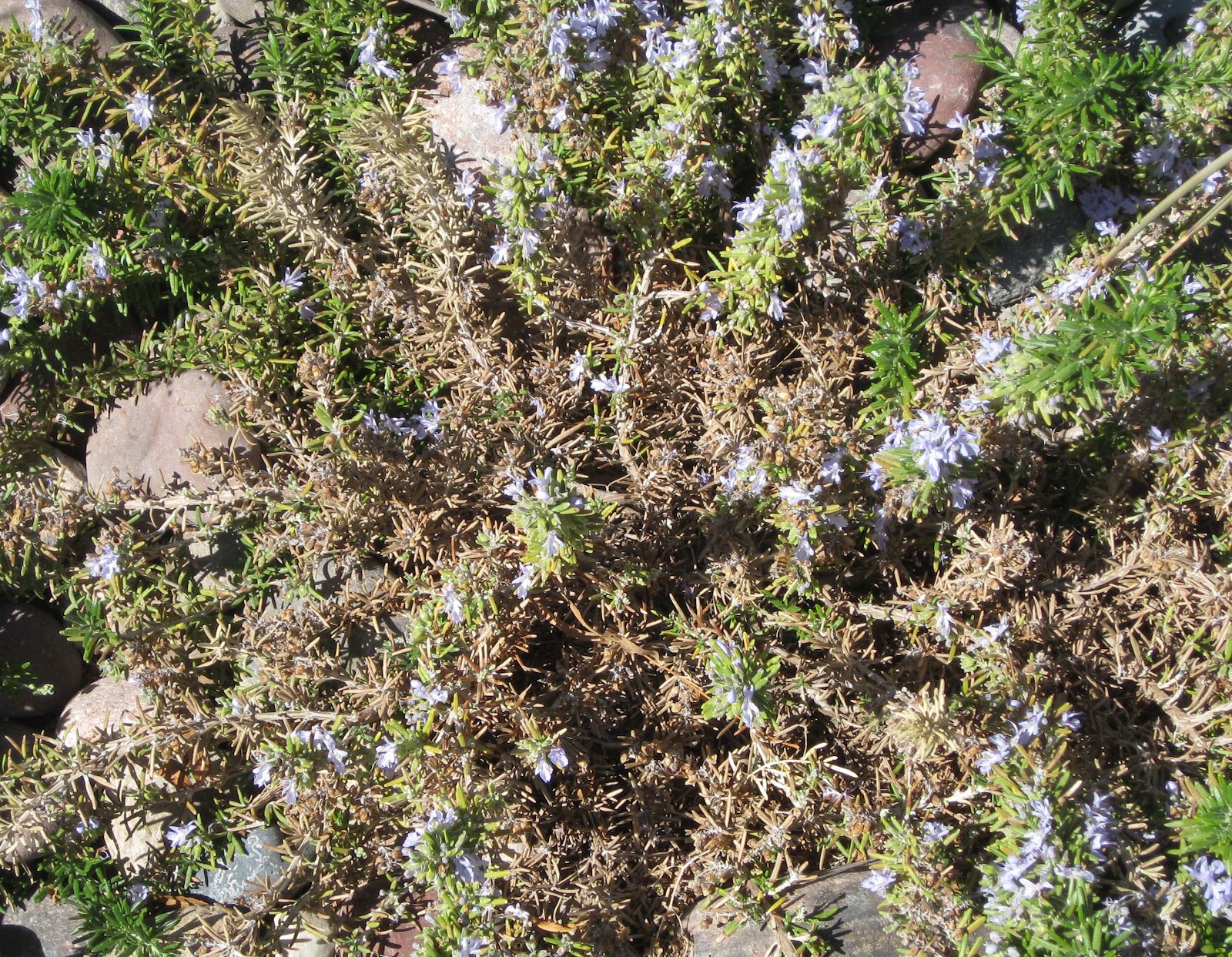 Xtremehorticulture of the Desert Rosemary Bush Very Susceptible to
