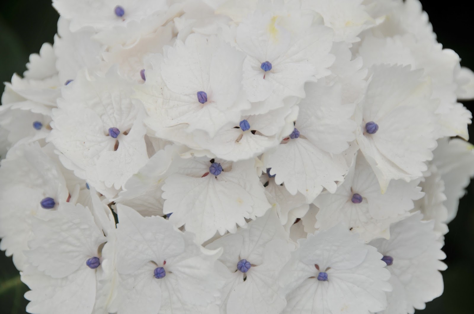 Species New To Science Botany 2018 Linaria Qartobensis