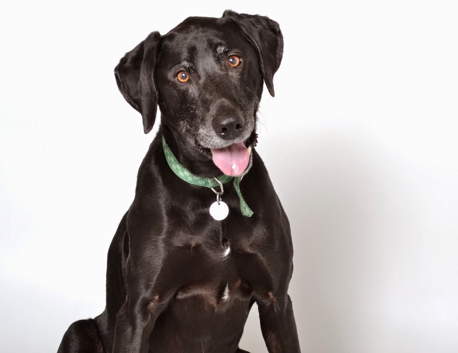 Shelter Dogs of Portland "OSCAR" big affectionate Lab/Weimaraner mix