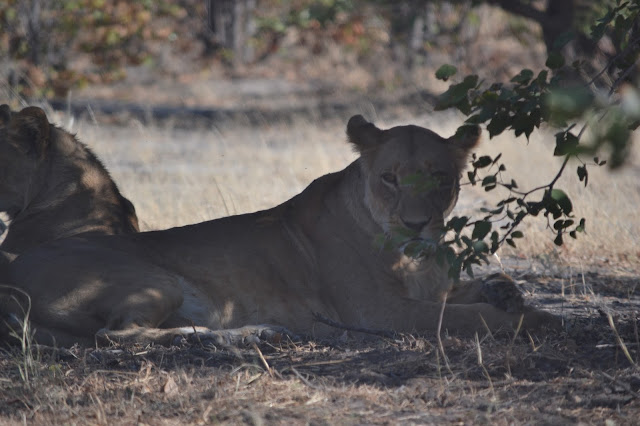 Día 8: De Moremi a Chobe, cruzando Savuti - Botswana y Cataratas Victoria. Viaje por libre de 19 dias (4)