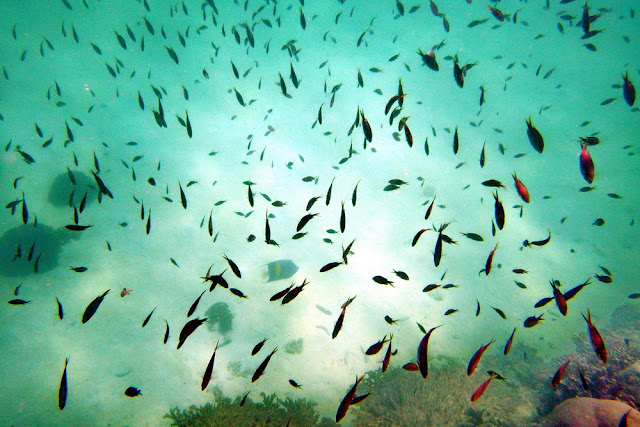 snorkeling, schnorcheln, daymaniyat, islands, inseln, fische, korallen, oman, Muscat, unterwasser, meer, schildkröten, turtles