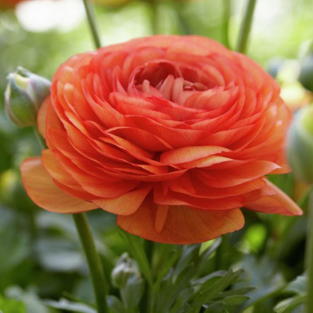 pengetahuan bunga Arti & Simbolisme Bunga Ranunculus