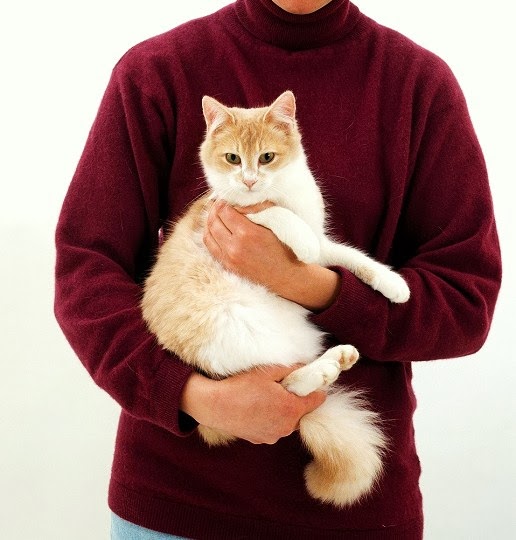 Tips Dan Trik Blog Kucing Muntah Kuning Dan Berbusa Penyebab Dan Solusinya
