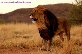 SINGA AFRIKA  (africa lions )