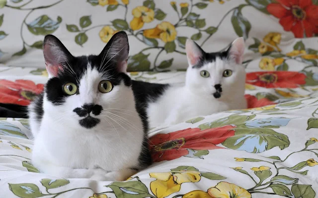 Twee katten op het bed