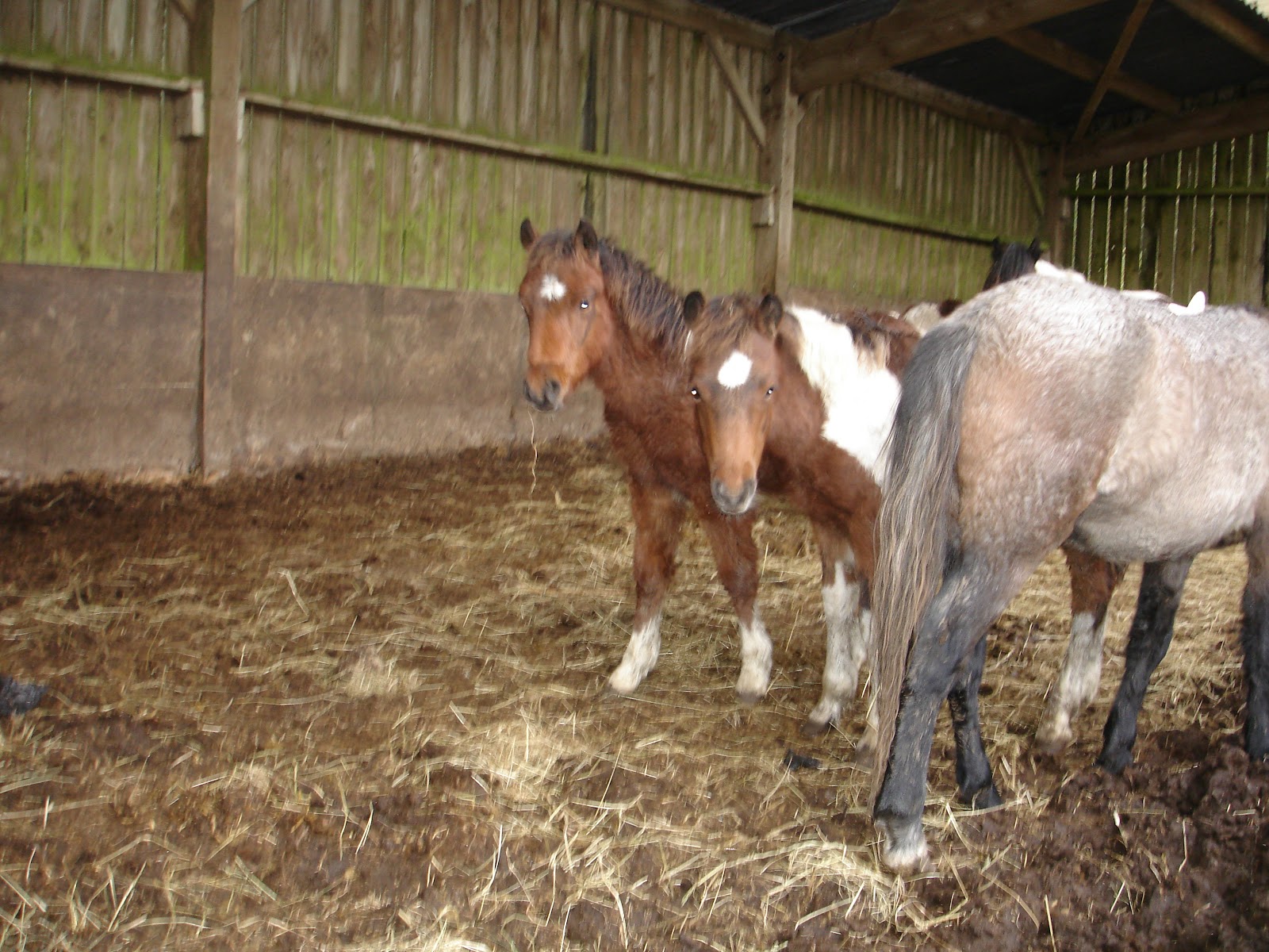 Dartmoor Pony Training Centre Rehoming Blog October 2012