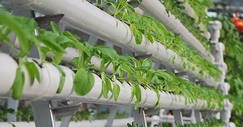 How to Plan Your Herb and Vegetable Garden