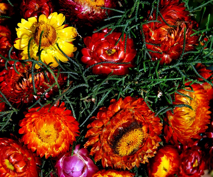 Bulaklak Decor Everlasting Flower