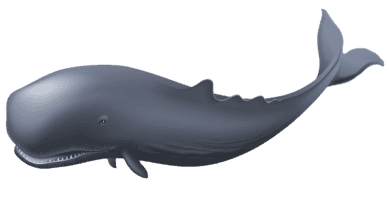 Whale : Loài Cá Voi (Quây-L)