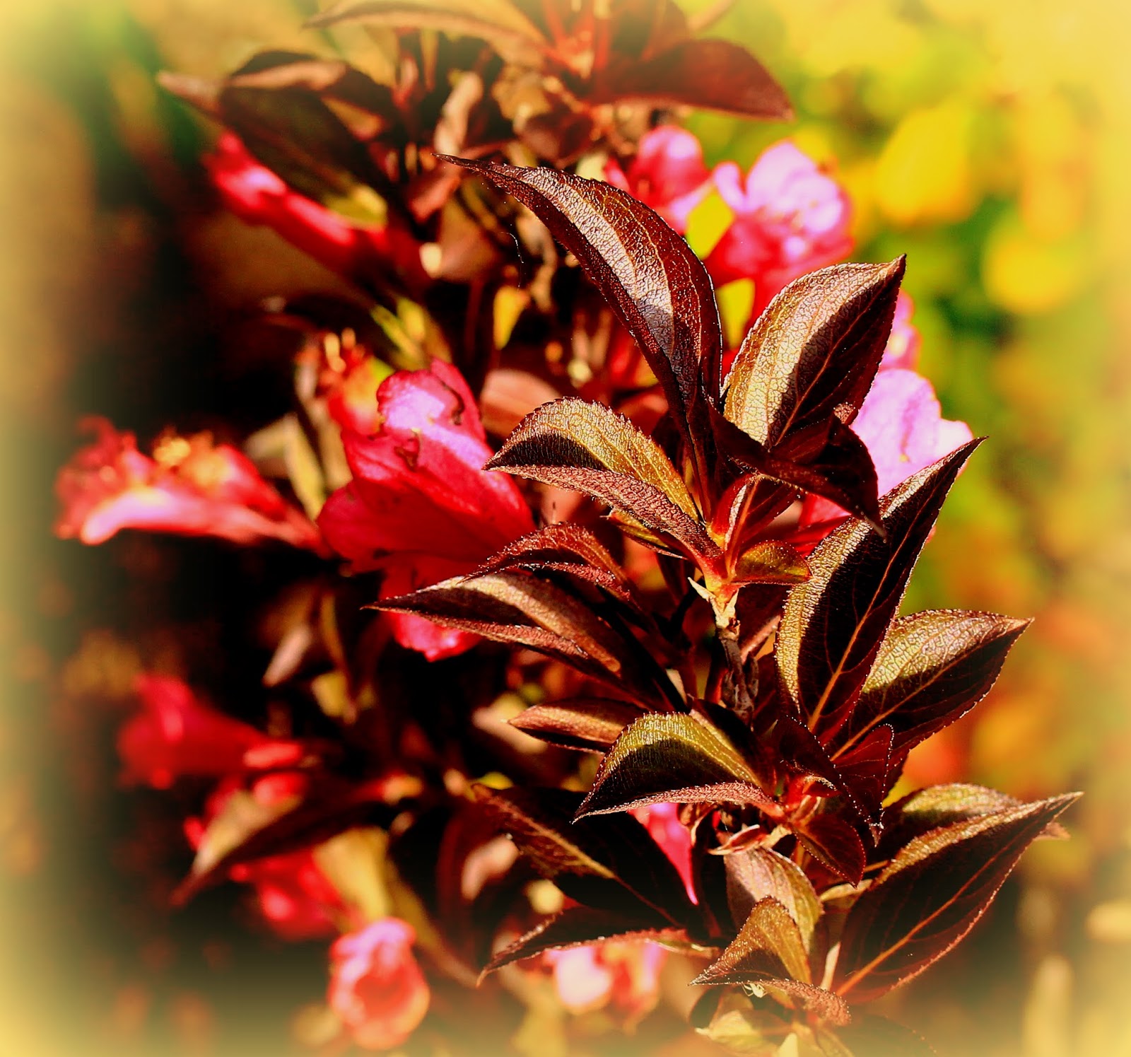 Roses Du Jardin Cheneland Weigela Weigelia Florida Alexandra