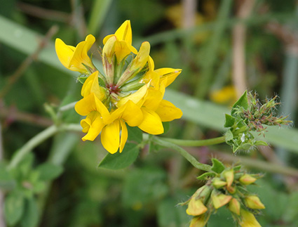 Cuernecillo grande (Lotus pedunculatus o uliginosus) flor silvestre amarilla