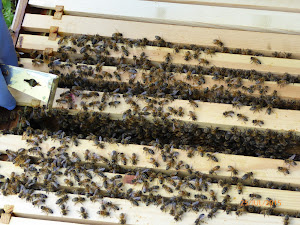 Bees on the frames