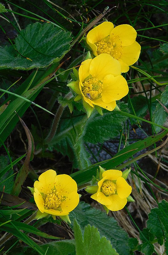 Knieć błotna górska (Caltha palustris).