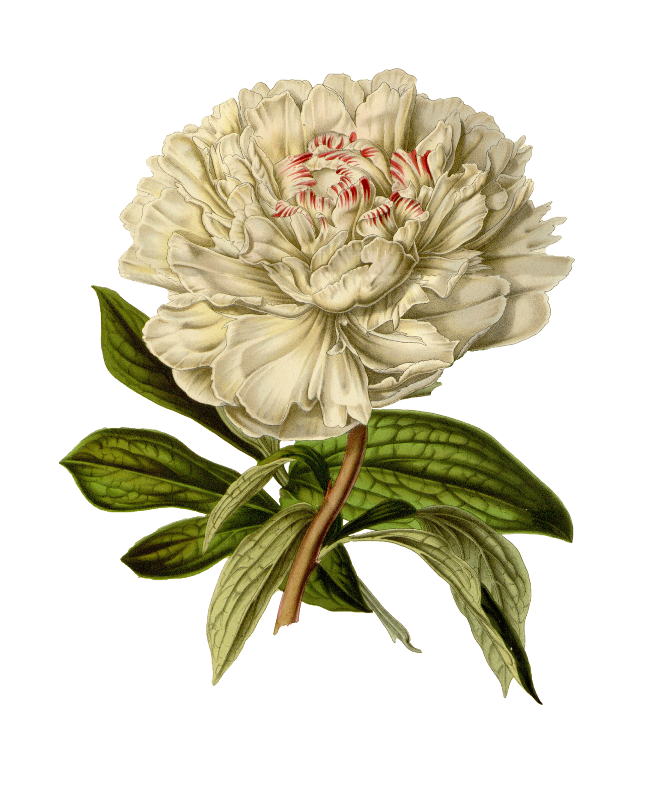 39+ Png Image Vintage Aesthetic Flower Png PNG