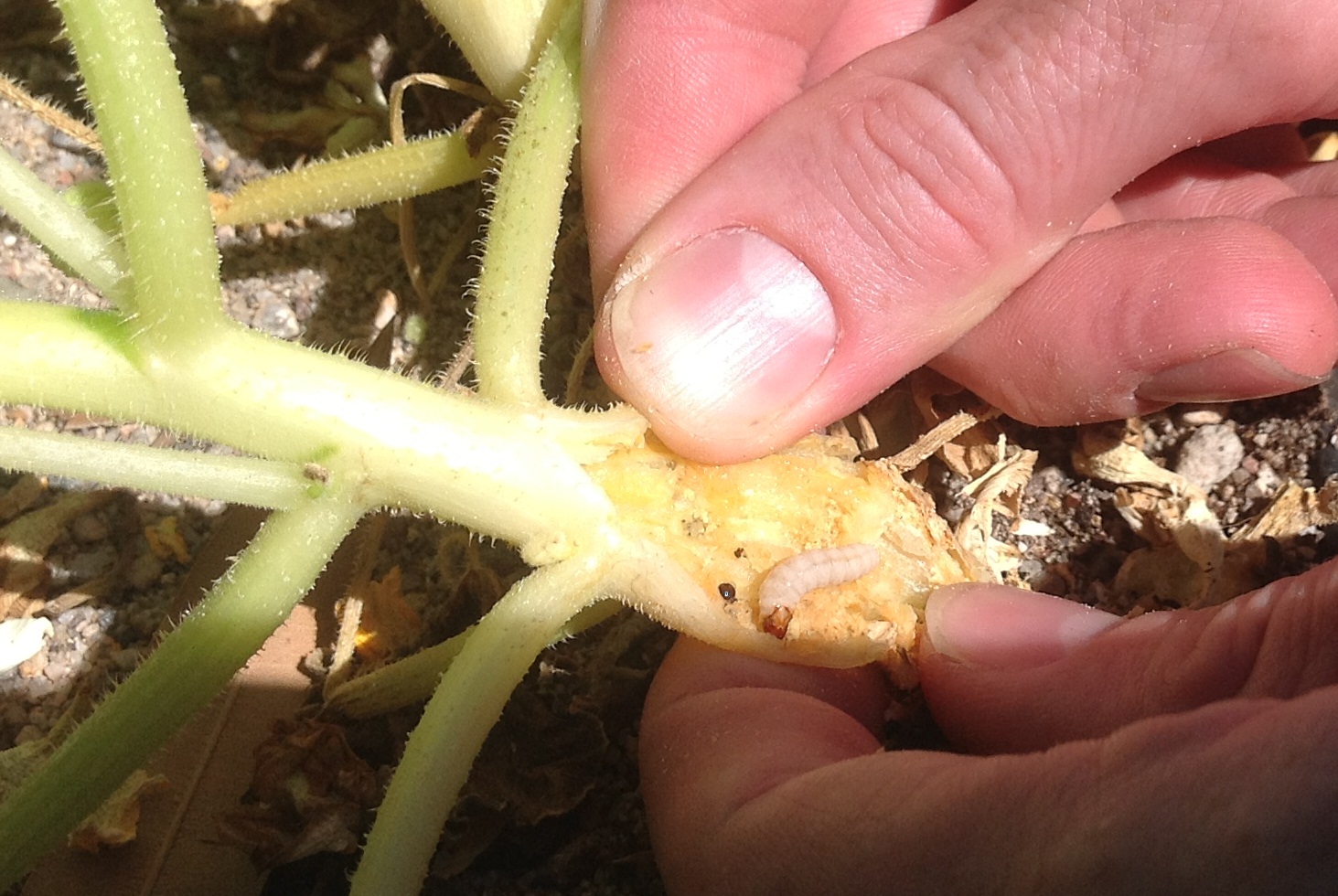 The Scientific Gardener Squash Vine Borer (SVB)