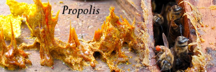 propolis, rusia penisilin, antivirus, antibakteri, anti peradangan