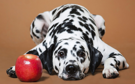 Delta Dog Training Courses Melbourne Delta Dog Training Courses Melbourne