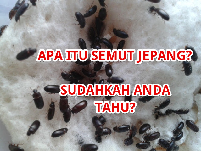 Benarkah Semut Jepang Bisa Sembuhkan Penyakit Ekstrem Benarkah Semut Jepang Bisa Sembuhkan Penyakit Ekstrem