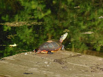 Turtle at Nolde