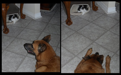 Anakin the two legged cat & our dog Buddy