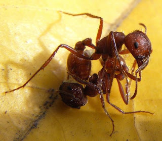 dangerous ant, dangerous ants, deadliest ants in the world, fire ants, most dangerous ant, most dangerous ant in the world, most dangerous ants, most dangerous ants in the world, red harvester