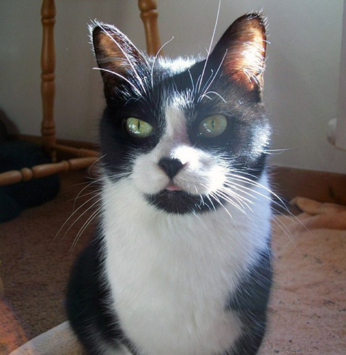 lingui France news collections