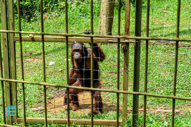 perak agro tourism resort