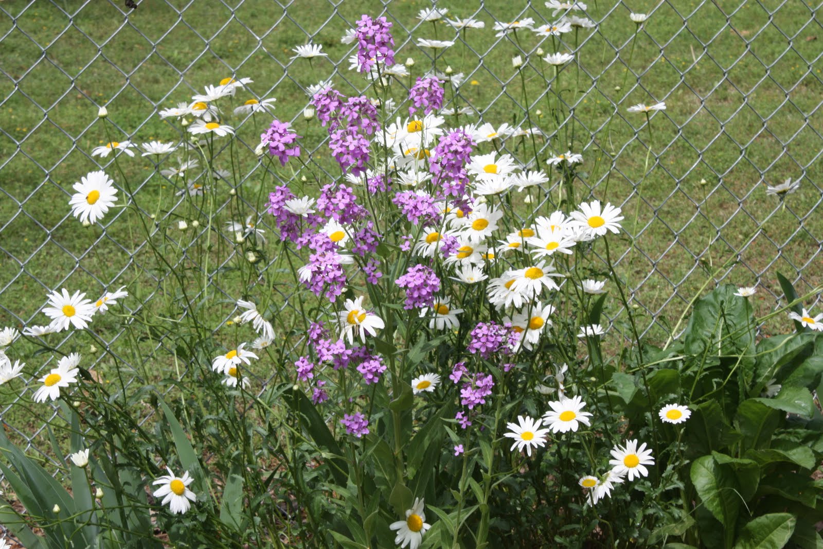 Alternatives to invasive plants