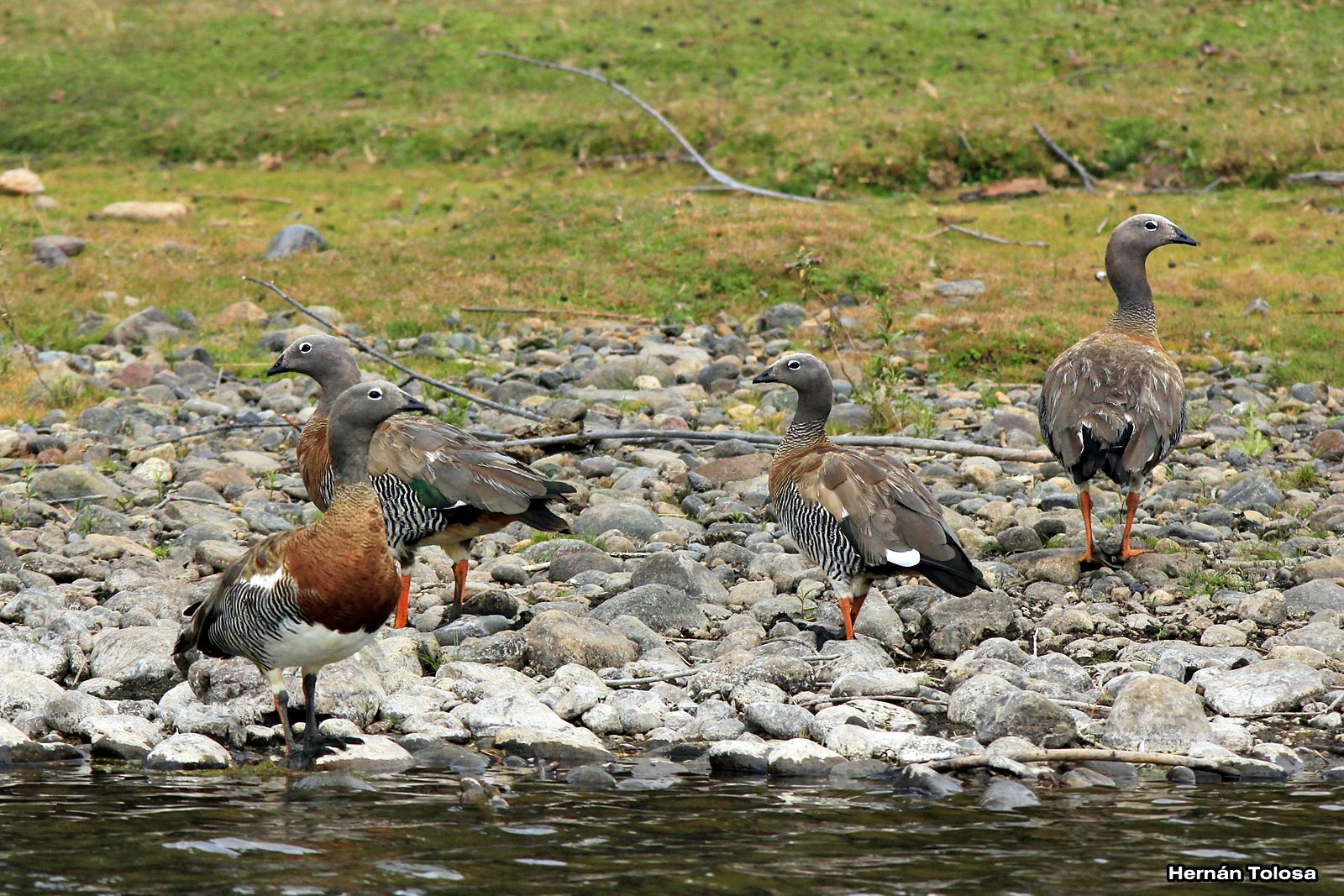 Aves de Argentina Cauquenes en el río Malleo