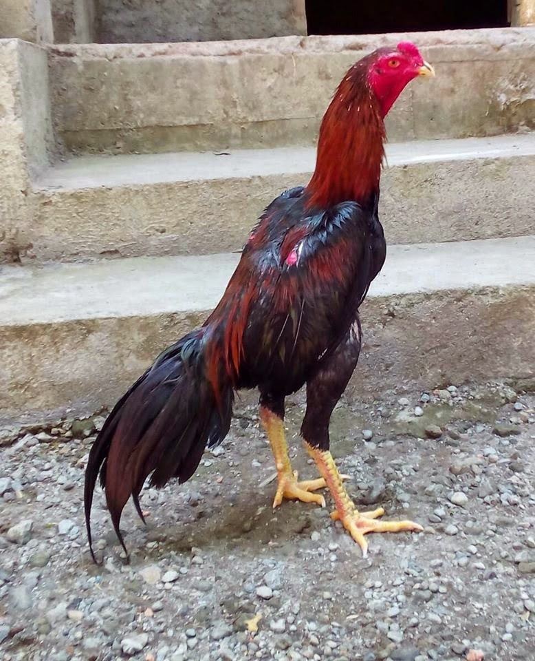 Ternak Ayam Bangkok Berkwalitas ( Dari Pacekan F1 