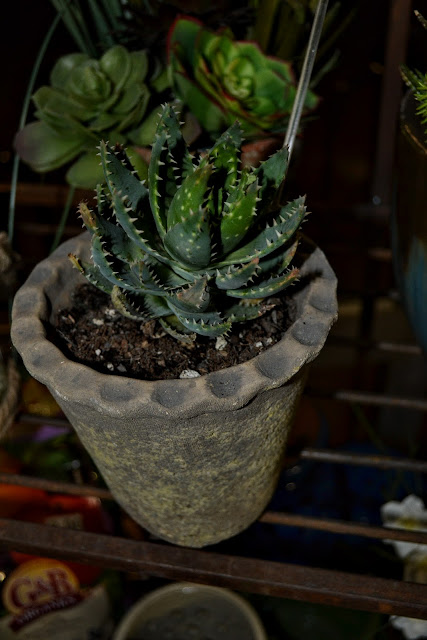 The Outlaw Gardener: The Tacoma Home and Garden Show - The Plant