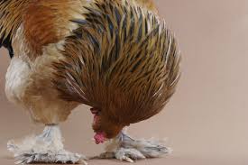 tavuklarda ayak sorunlari ve cozumleri bililer