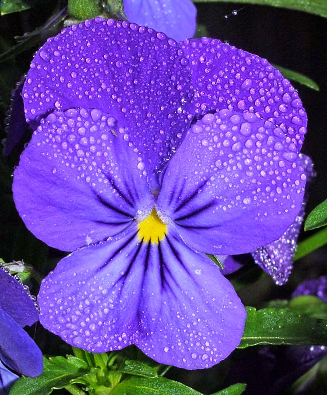 A Digital Botanic Garden Violent Violas