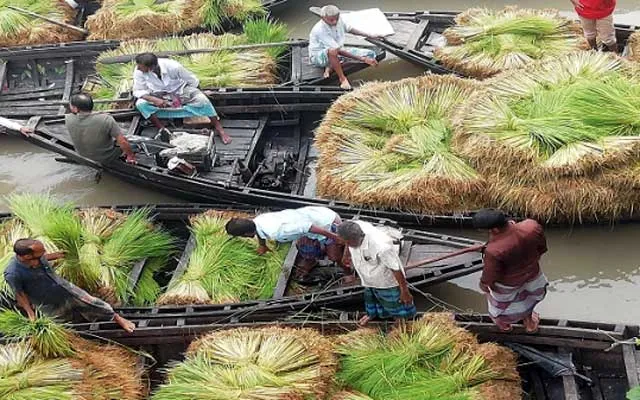 পিরোজপুরে ধানের চারার ভাসমান হাট