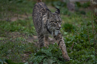 Mencari Kucing Yang Sulit Dipahami Kram Science