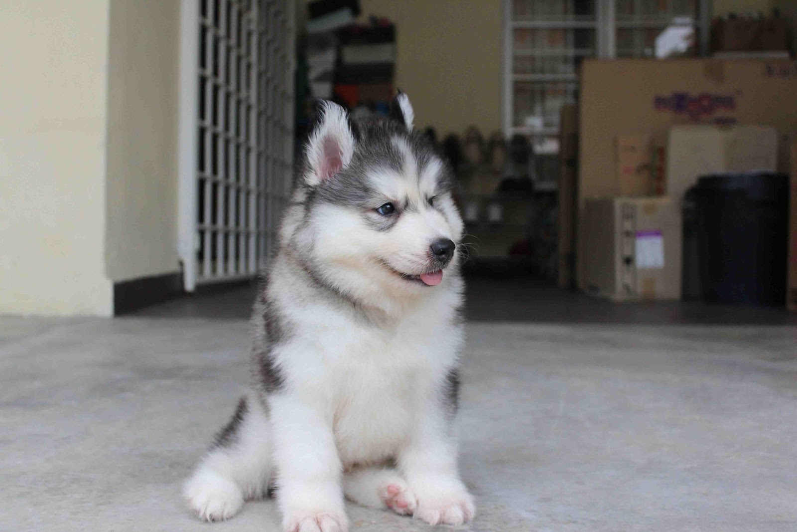 LovelyPuppy Quality Double Coating Wooly Husky Puppy