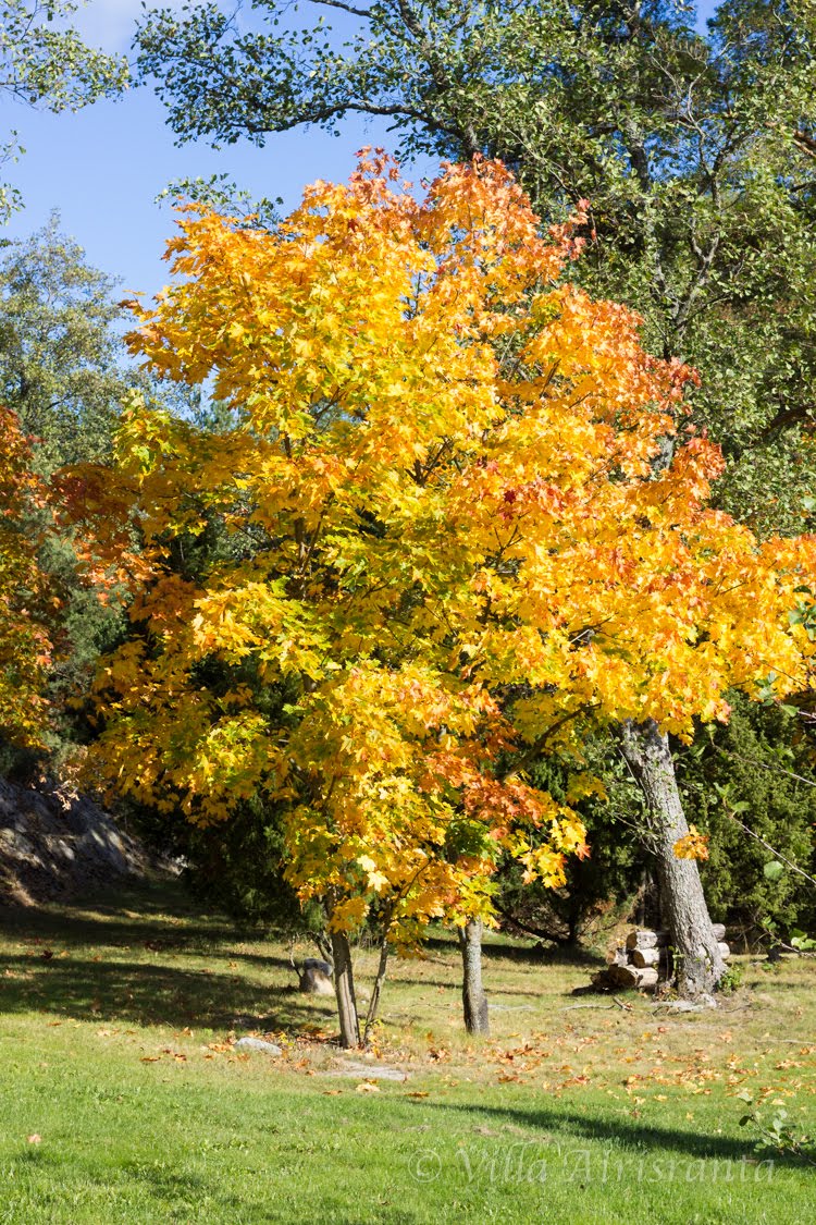 Syksyn kauneutta