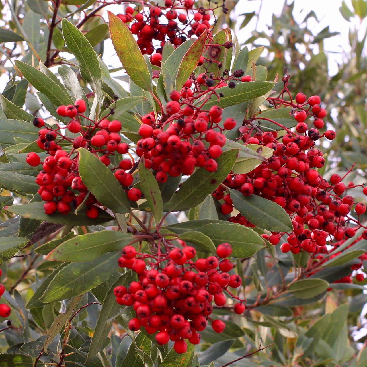 CA Native Garden Three Berry Green Natives