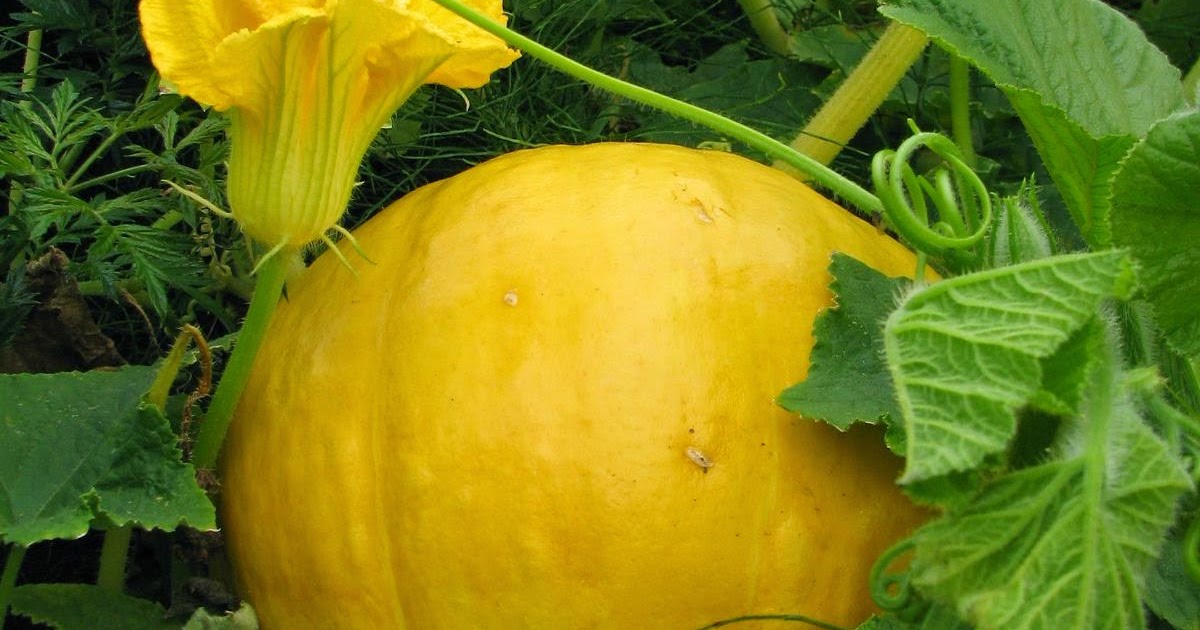 Dynia I Arbuz Ważą Razem 8 Kg Pędy dyni i owoce arbuza | Ogród przydomowy - blog ogrodniczy, uprawa