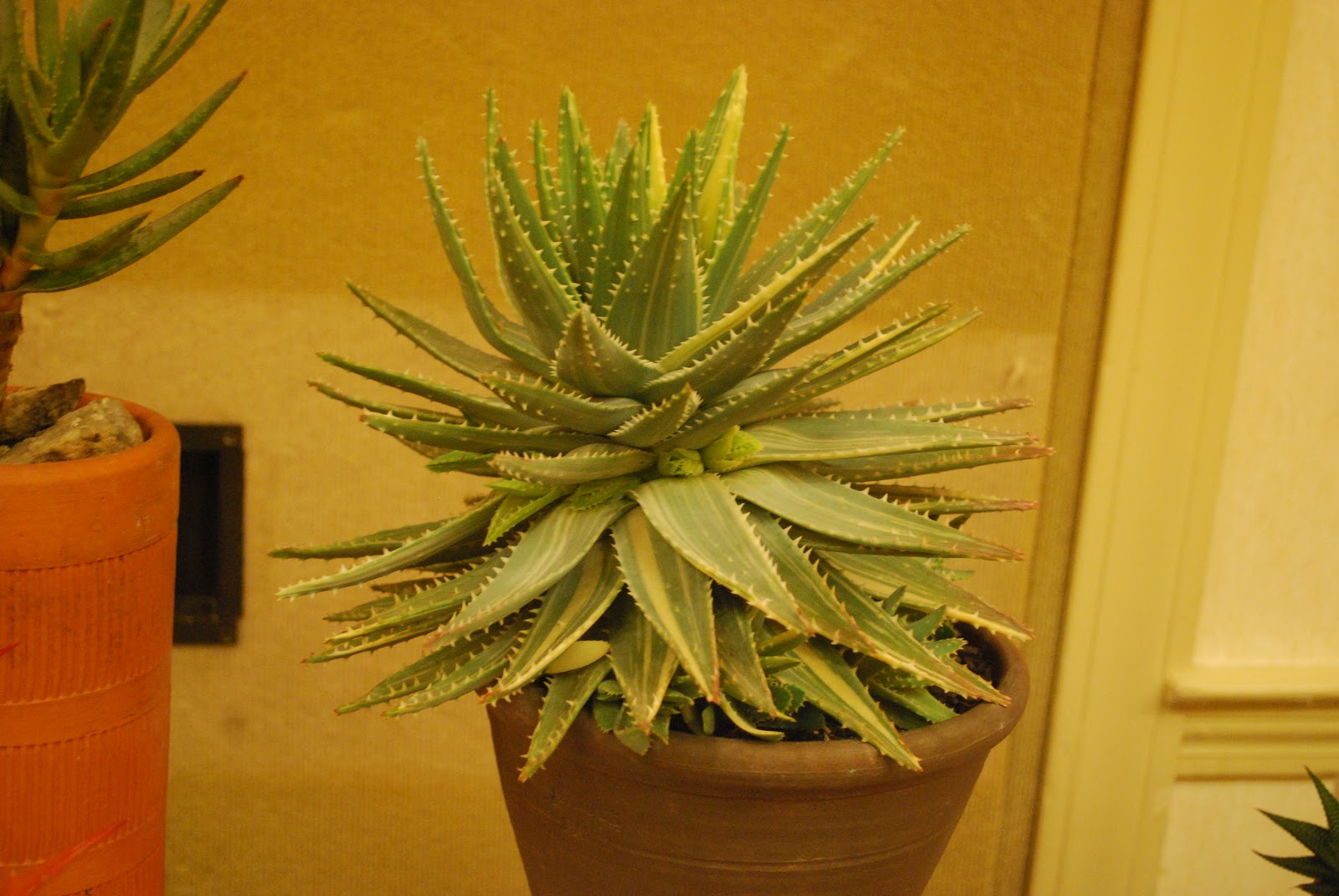 Brooklyn Garden Girl The CT Cactus Show and Eastern Cactus Conference