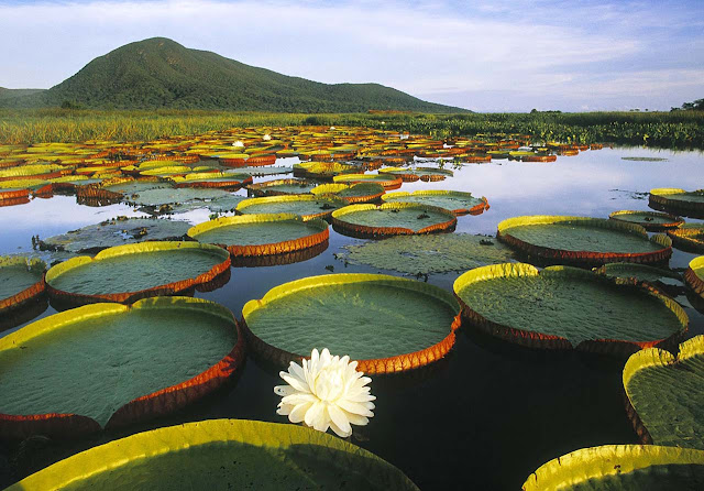 Vitória Régia Amazônica