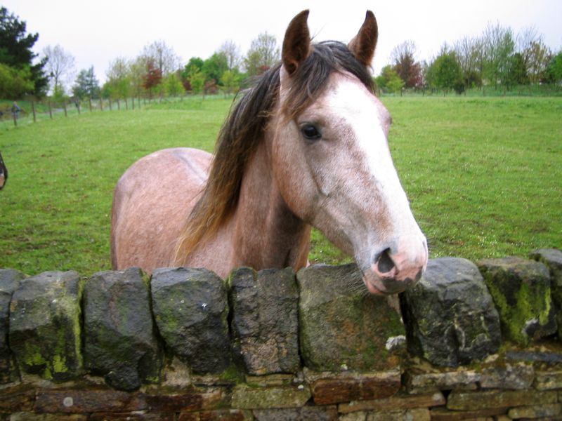The World of Horses Reading a horses body language