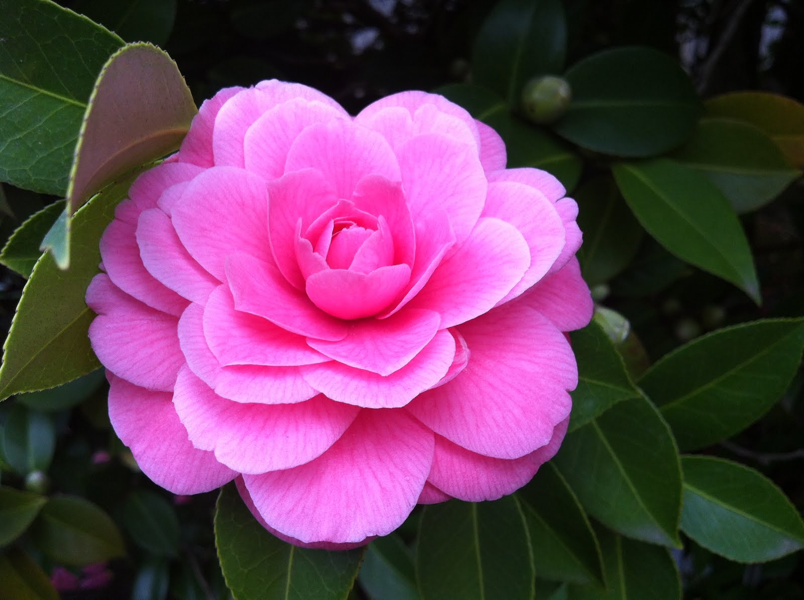 Camelia