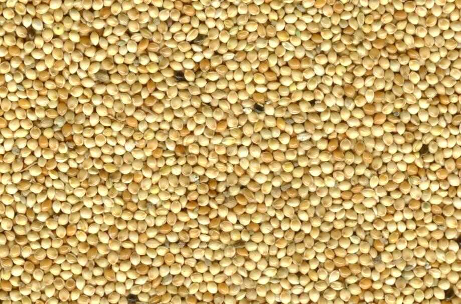 Bird In Everything Bird Millet