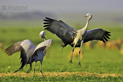 crane birds bird cranes flying animal wild south africa paradise animation grass species stand animals society rare
